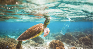 turtle and bottle