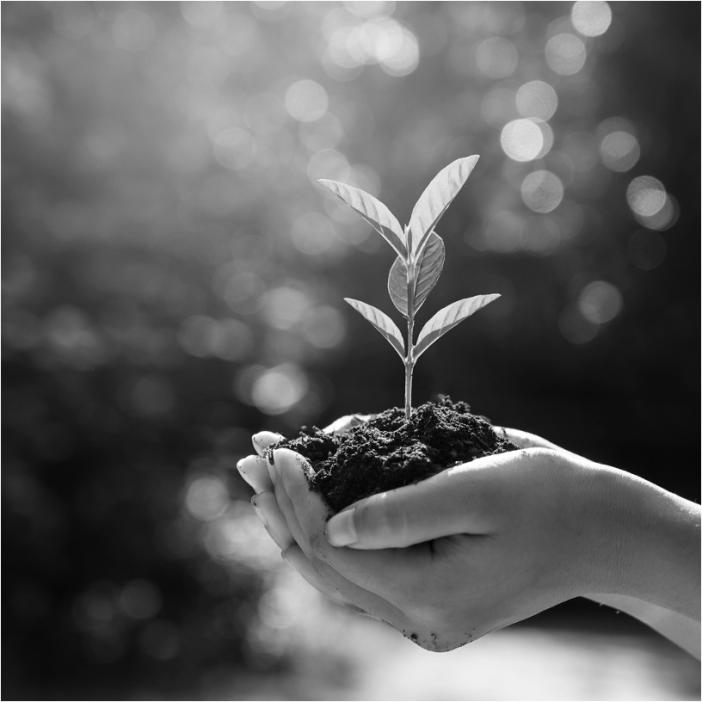 Young hands cupped together hold a healthy seedling growing in soil up to the light
