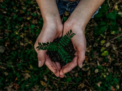 hands with plant