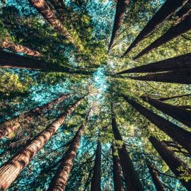 tree canopy from below